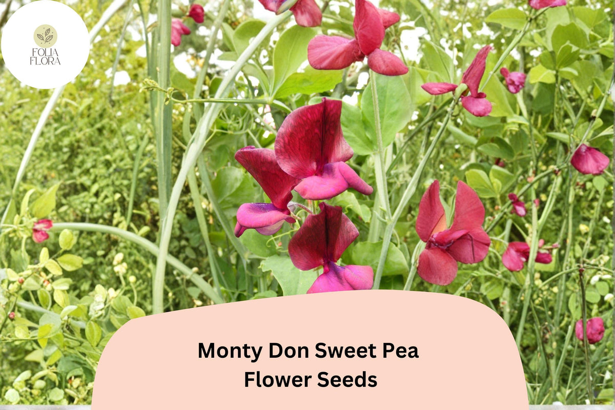50 Monty Don Sweet Pea Seeds - Red Climbing Vine for Cottage Gardens
