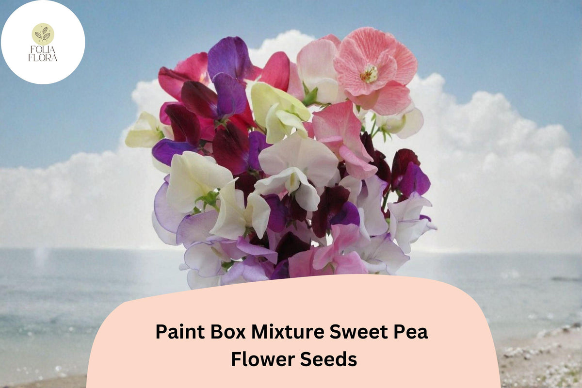 50 Paint Box Sweet Pea Seeds | Mixed Color Climbing Vine