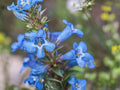 Pagoda Penstemon angustifolius Native Perennial Wildflower 50 Seeds