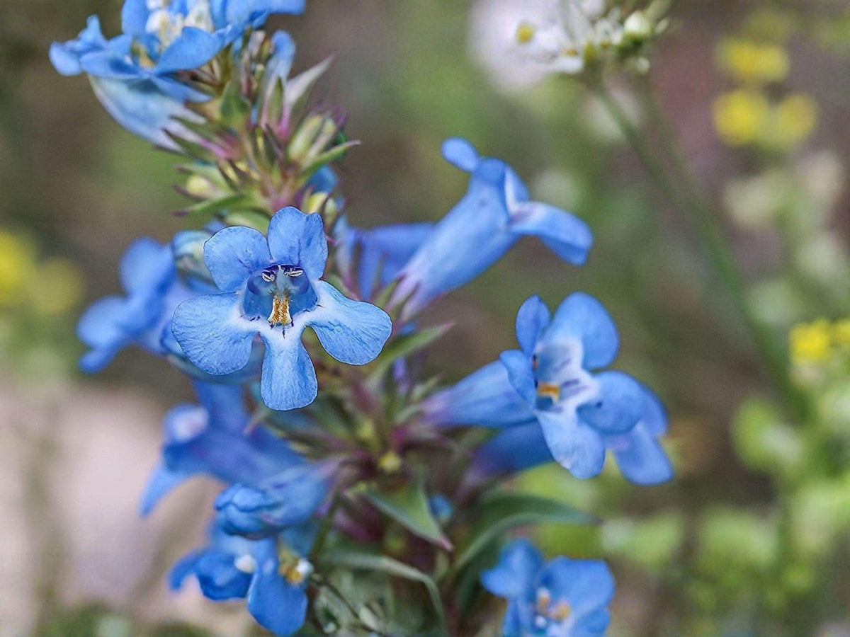 Pagoda Penstemon angustifolius Native Perennial Wildflower 50 Seeds