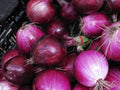 Southport Red Globe Onion Seeds – Red Storage Heirloom Vegetable Garden – 50 Seeds