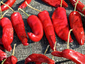 Hatch Rattlesnake Pepper Seeds – New Mexico Chili – Hot Green Chile Heirloom – 25 Seeds