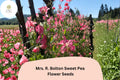 Mrs. R. Bolton Sweet Pea Seeds – Soft Pink Blooms for Garden Planting (50 Seeds)