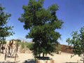 Texas Ebony Tree Seeds – Pithecellobium flexicaule – Native Evergreen, Drought Tolerant – 10 Seeds