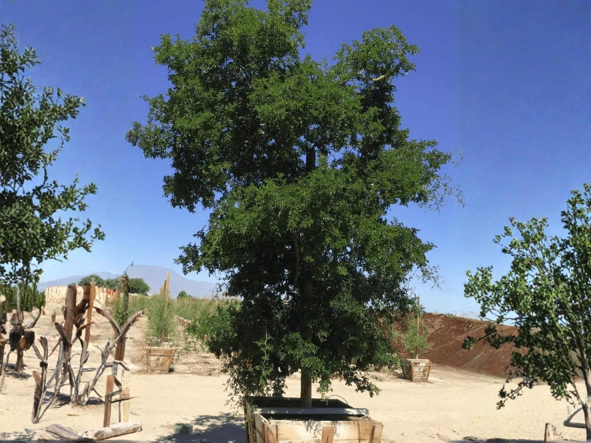 Texas Ebony Tree Seeds – Pithecellobium flexicaule – Native Evergreen, Drought Tolerant – 10 Seeds