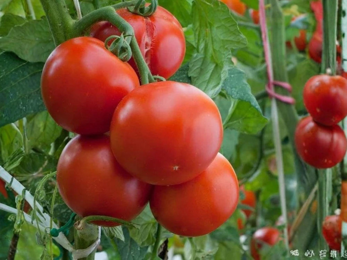 Ace 55 Tomato Seeds – Low Acid Heirloom Slicing Tomato – 30 Seeds
