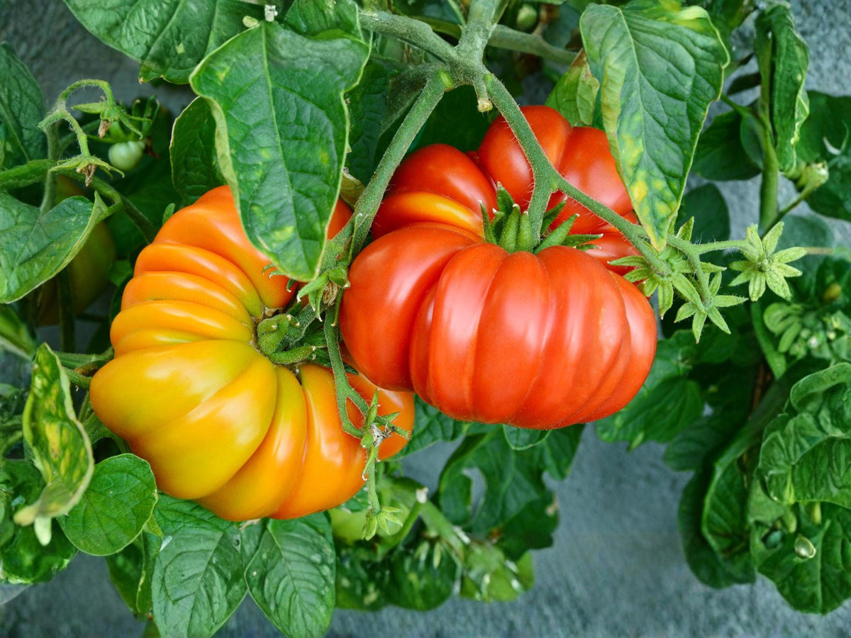 Beefsteak Tomato Seeds – Large Slicing Heirloom – 30 Seeds