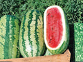 Jubilee Watermelon Seeds – Sweet Large Heirloom Melon – 10 Seeds
