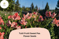 Tutti Frutti Sweet Pea Seeds - 50 Mixed Color Lathyrus odoratus for Garden Planting