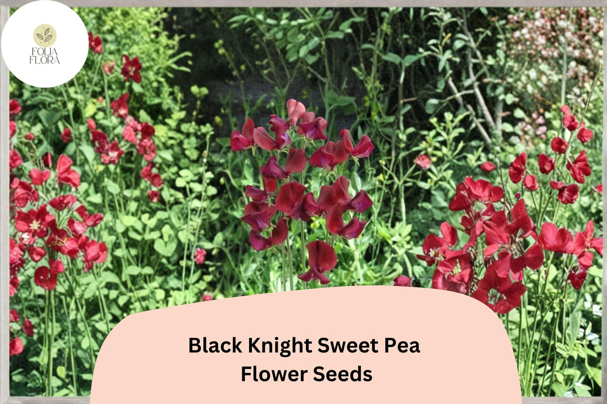 50 Black Knight Sweet Pea Seeds - Dark Purple Climbing Annual Flower for Trellis