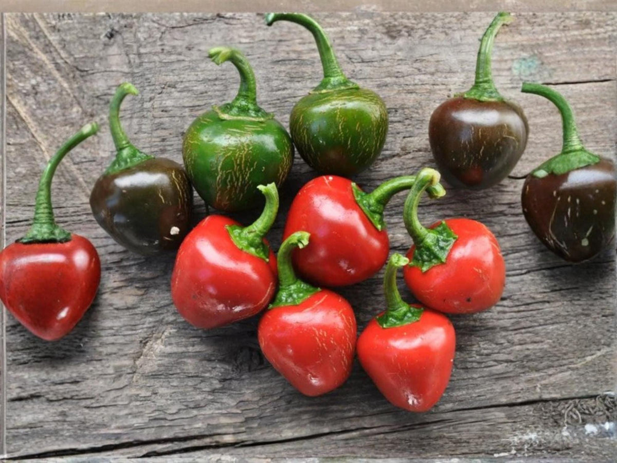 Red Cherry Sweet Pepper Seeds – Small Round Heirloom Vegetable – 25 Seeds