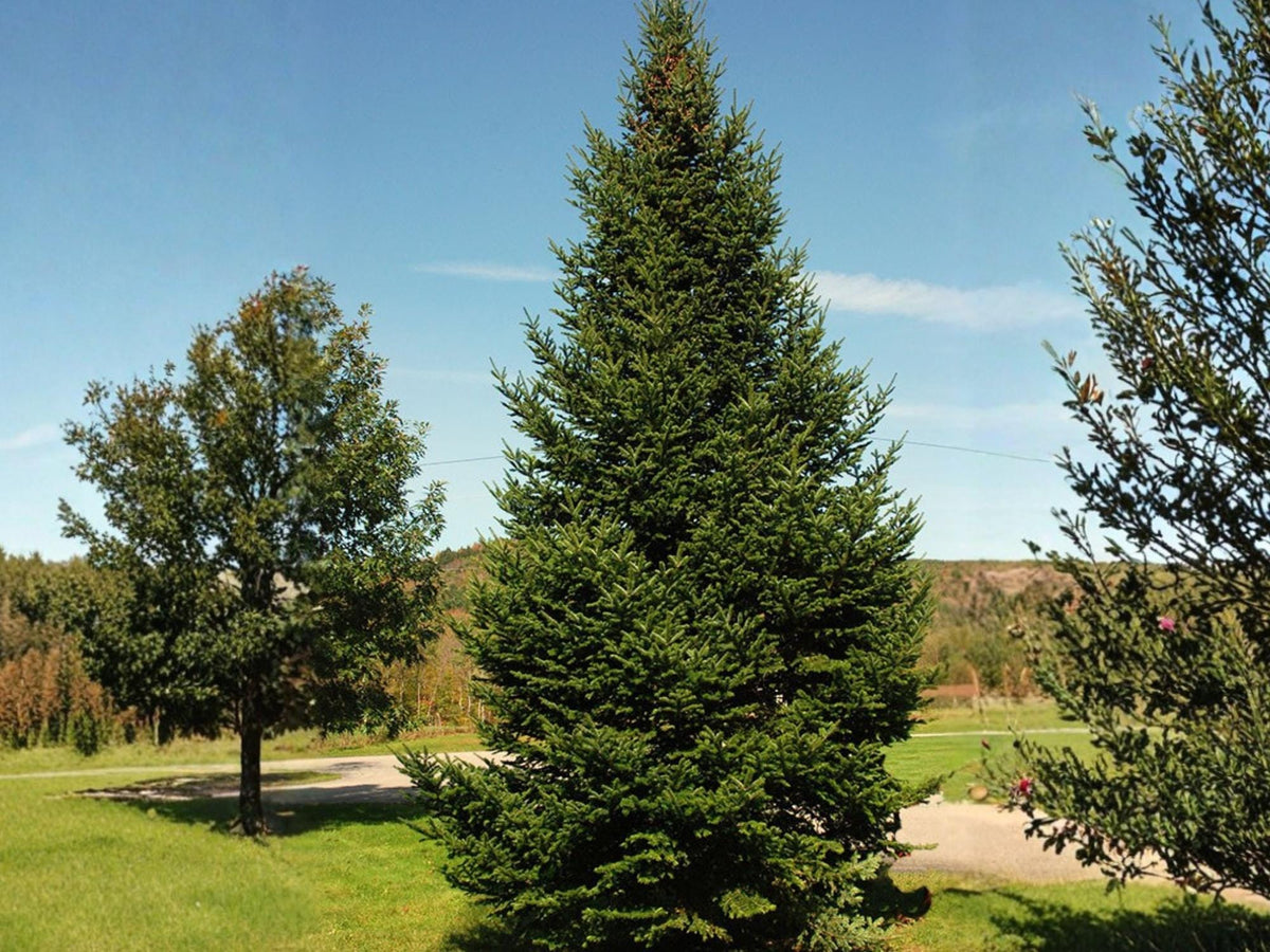 Balsam Fir Seeds – Abies balsamea Native Evergreen Tree, Cold Hardy, 30 Seeds