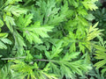 Japanese Mugwort Seeds - Yomogi Herb (Artemisia princeps) - 30 Seeds