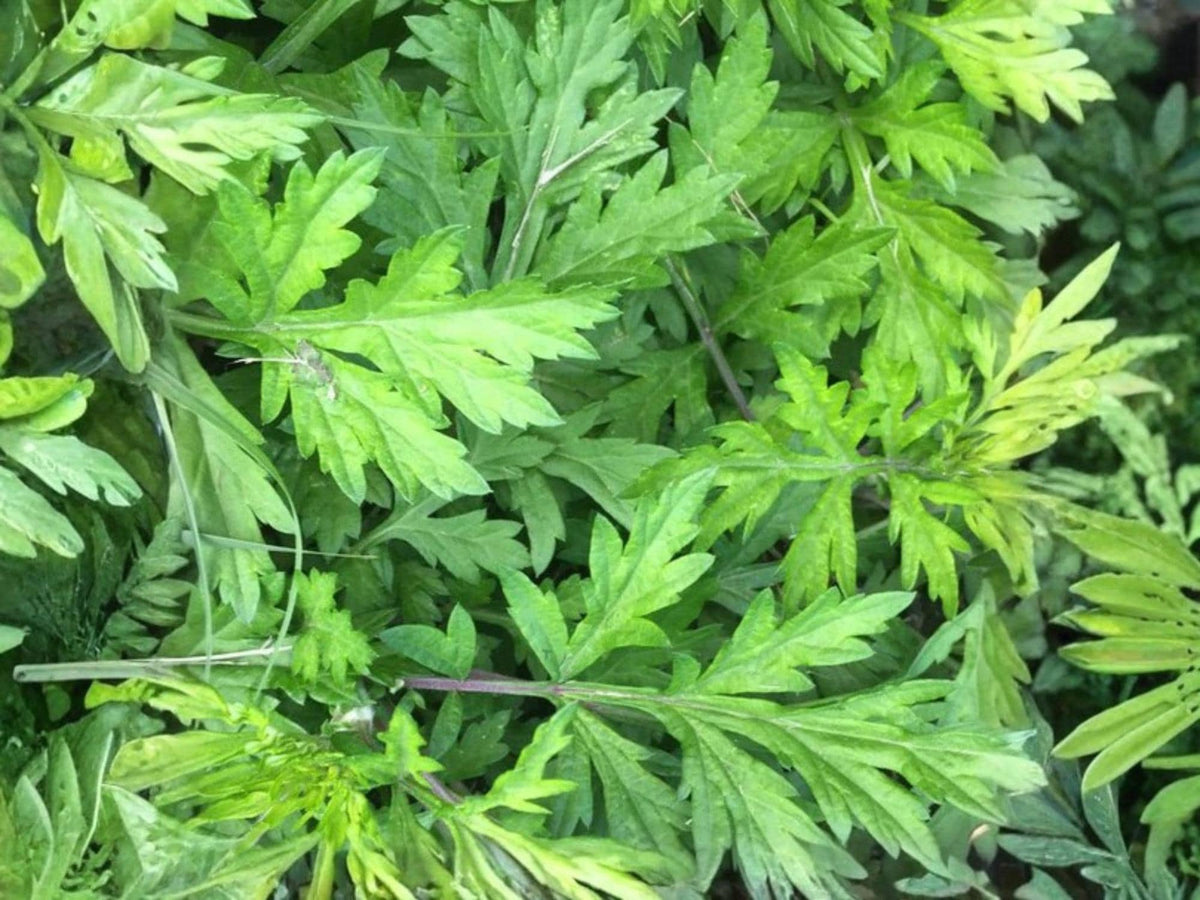 Japanese Mugwort Seeds - Yomogi Herb (Artemisia princeps) - 30 Seeds