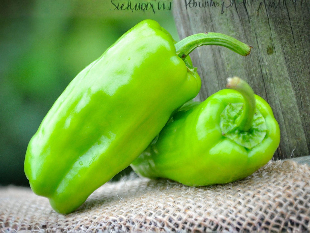 25 Pepperoncini Seeds – Mild Italian Sweet Pepper for Planting