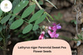 50 Lathyrus niger Perennial Sweet Pea Seeds - Purple Climbing Vine for Trellis