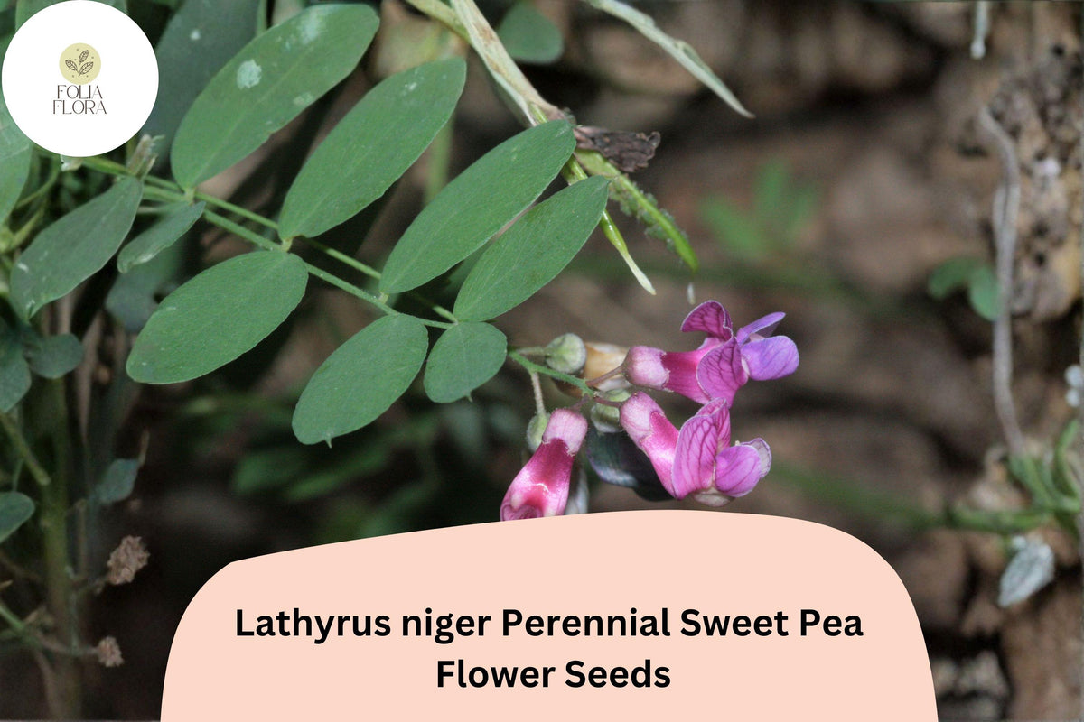 50 Lathyrus niger Perennial Sweet Pea Seeds - Purple Climbing Vine for Trellis