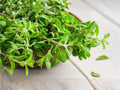 Marjoram Seeds – Sweet Herb for Culinary & Medicinal Use, Easy to Grow, 500 Seeds