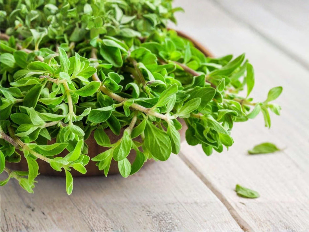 Marjoram Seeds – Sweet Herb for Culinary & Medicinal Use, Easy to Grow, 500 Seeds