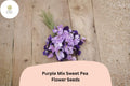 50 Purple Mix Sweet Pea Seeds - Assorted Purple Shades Climbing Flowers for Trellis
