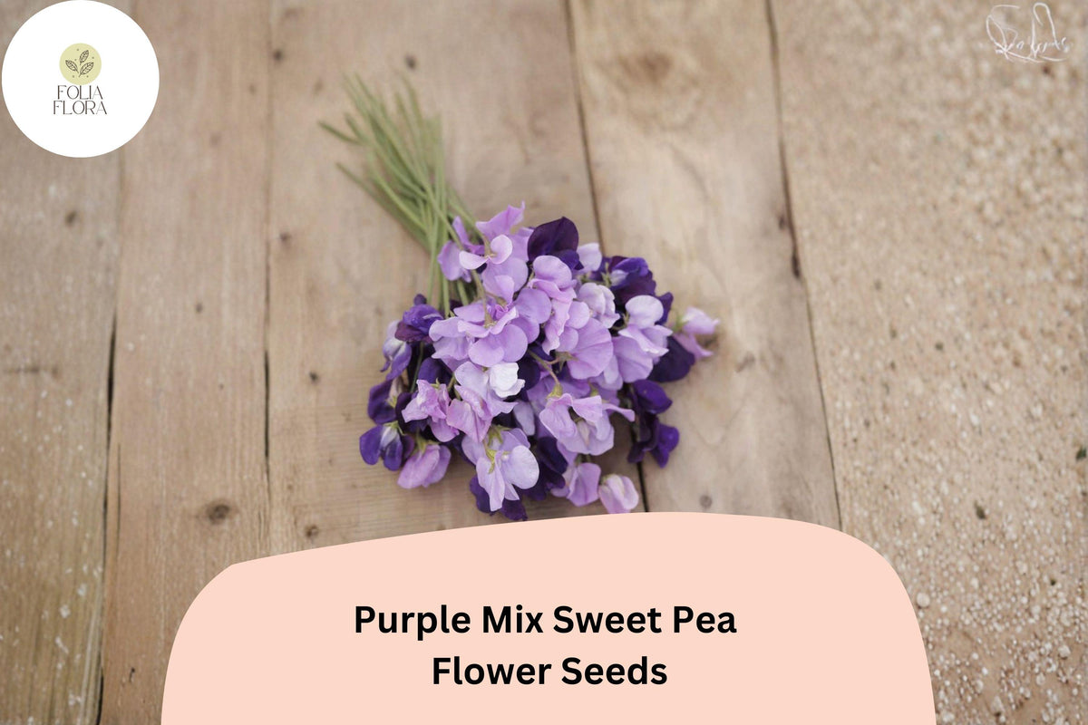 50 Purple Mix Sweet Pea Seeds - Assorted Purple Shades Climbing Flowers for Trellis