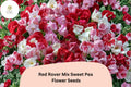 50 Red Rover Sweet Pea Seeds – Crimson Climbing Garden Flowers