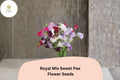 50 Royal Mix Sweet Pea Seeds - Assorted Jewel-Tone Climbing Flowers for Trellis & Garden