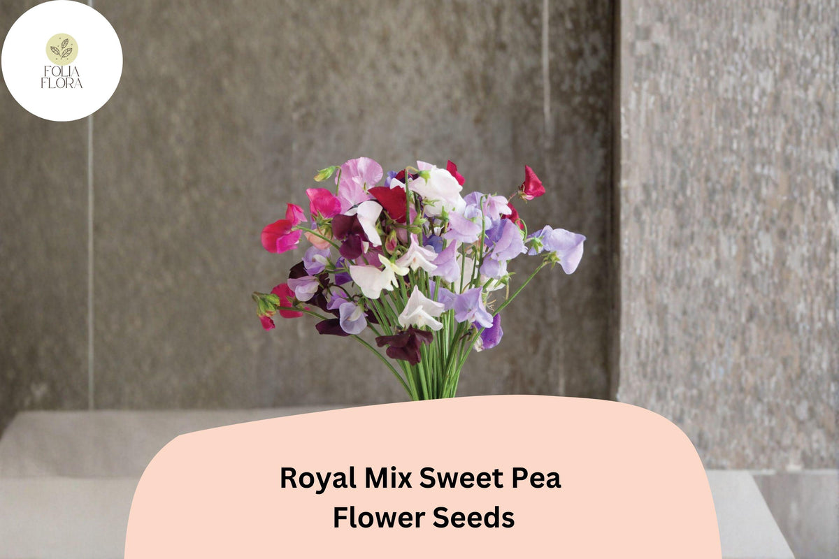 50 Royal Mix Sweet Pea Seeds - Assorted Jewel-Tone Climbing Flowers for Trellis & Garden