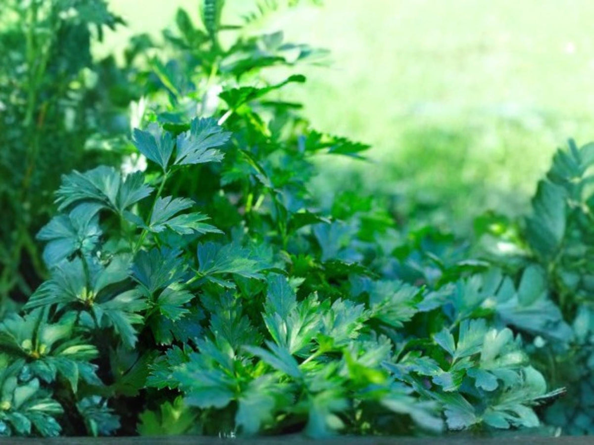 Italian Giant Parsley Seeds – 500 Dark Green Flat Leaf Herb Seeds for Cooking & Gardening