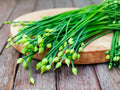 Garlic Chives Herb 100 Seeds – Asian Chives, Easy to Grow