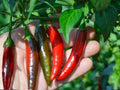 Serrano Tampiqueño Pepper Seeds – 25 Heirloom Hot Chili Seeds for Planting