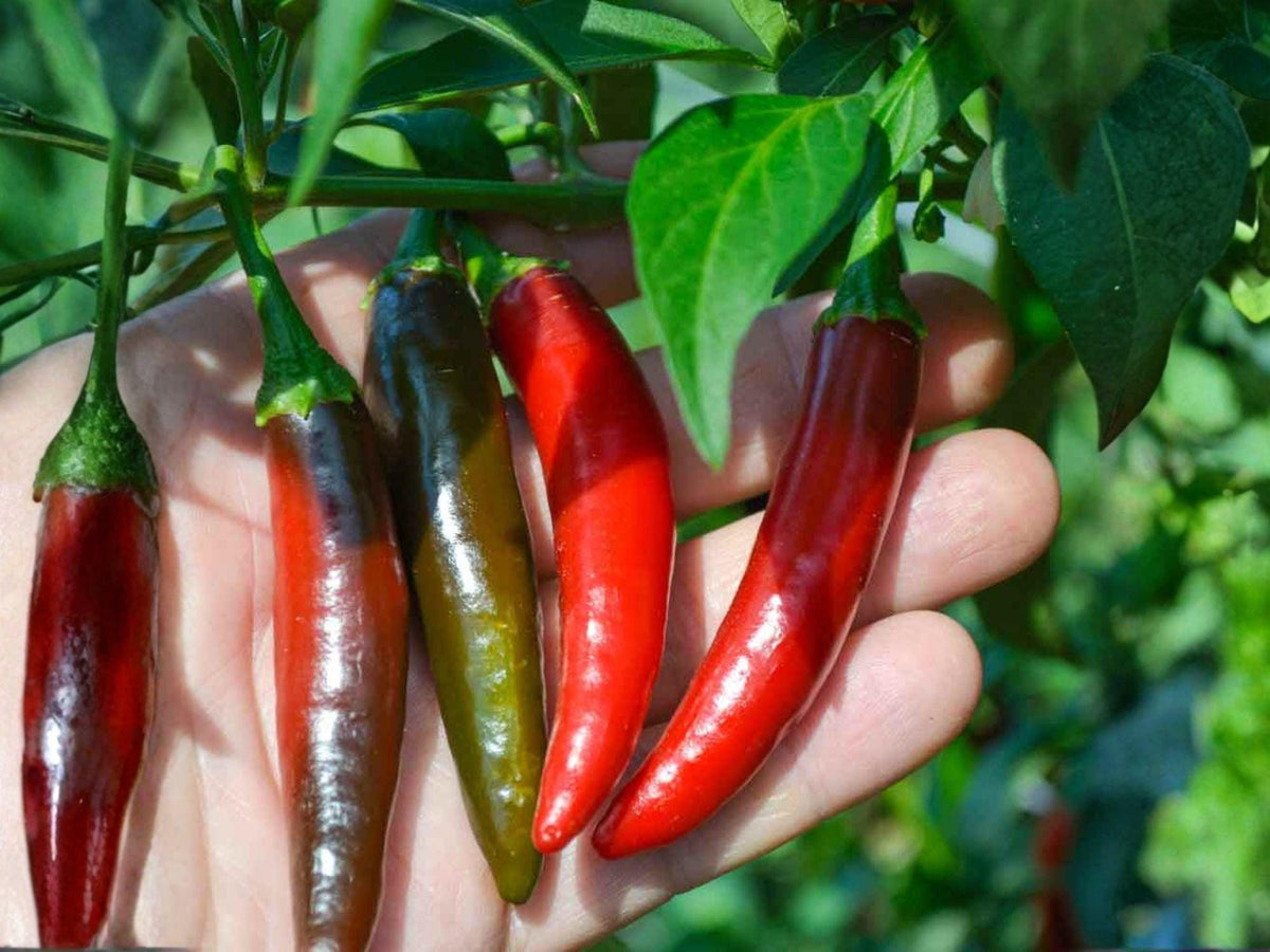 Serrano Tampiqueño Pepper Seeds – 25 Heirloom Hot Chili Seeds for Planting