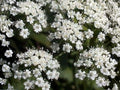 100 Anise Herb Seeds - Aromatic Licorice Flavor for Culinary Gardens