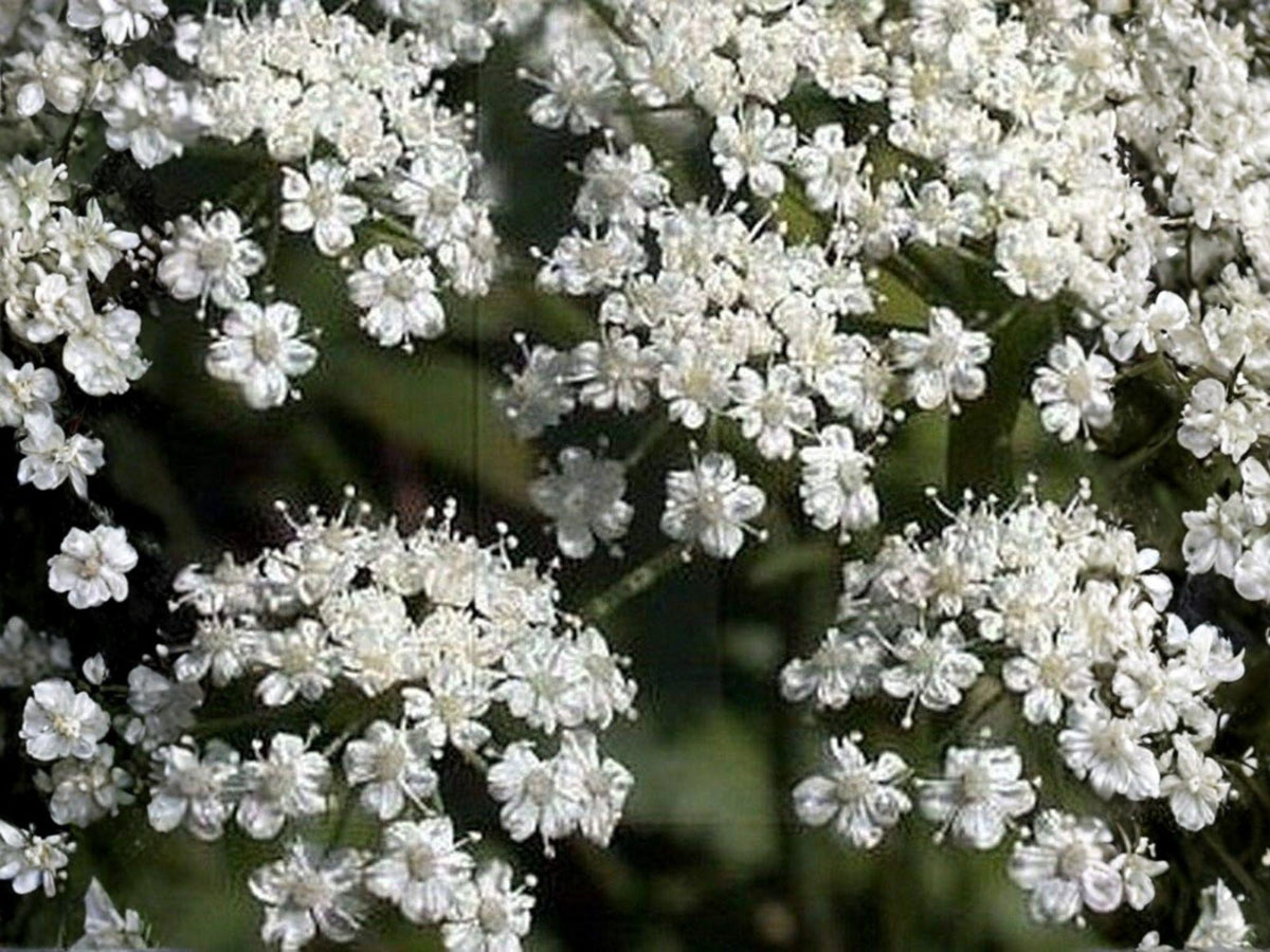 100 Anise Herb Seeds - Aromatic Licorice Flavor for Culinary Gardens