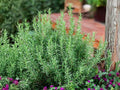 50 Rosemary Herb Seeds - Aromatic Culinary Perennial