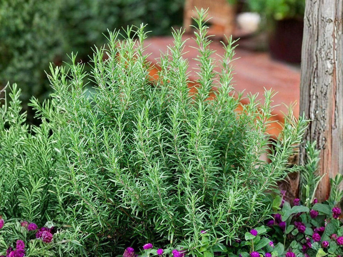 50 Rosemary Herb Seeds - Aromatic Culinary Perennial