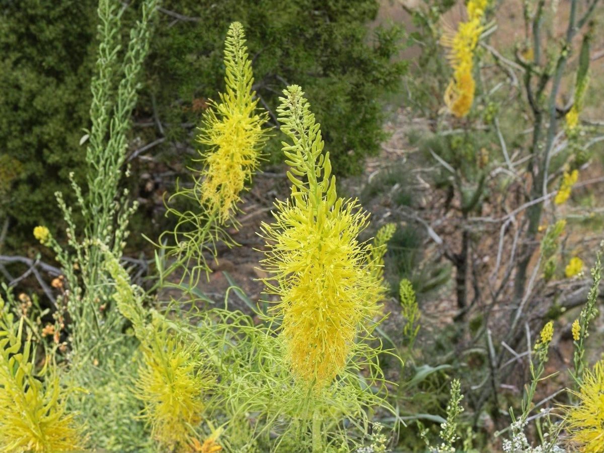 Prince's Plume Seeds – Stanleya pinnata – Native Western Wildflower – 40 Seeds