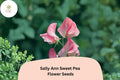 50 Sally Ann Sweet Pea Seeds - Soft Pink & Cream Climbing Flowers for Garden