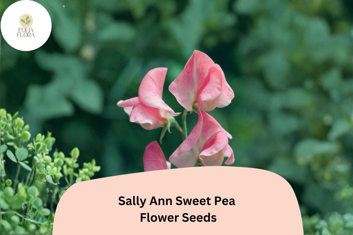 50 Sally Ann Sweet Pea Seeds - Soft Pink & Cream Climbing Flowers for Garden
