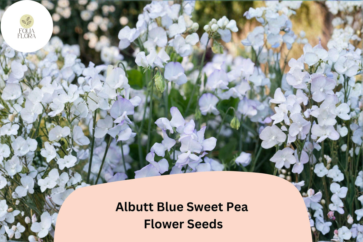 50 Albutt Blue Sweet Pea Seeds - Lavender-Blue Climbing Flowers for Trellis