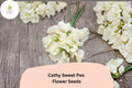 50 Cathy Sweet Pea Seeds - Yellow Cream Climbing Flowers for Trellis & Garden