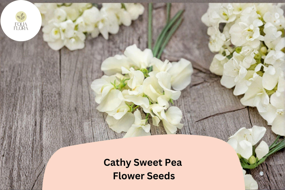 50 Cathy Sweet Pea Seeds - Yellow Cream Climbing Flowers for Trellis & Garden