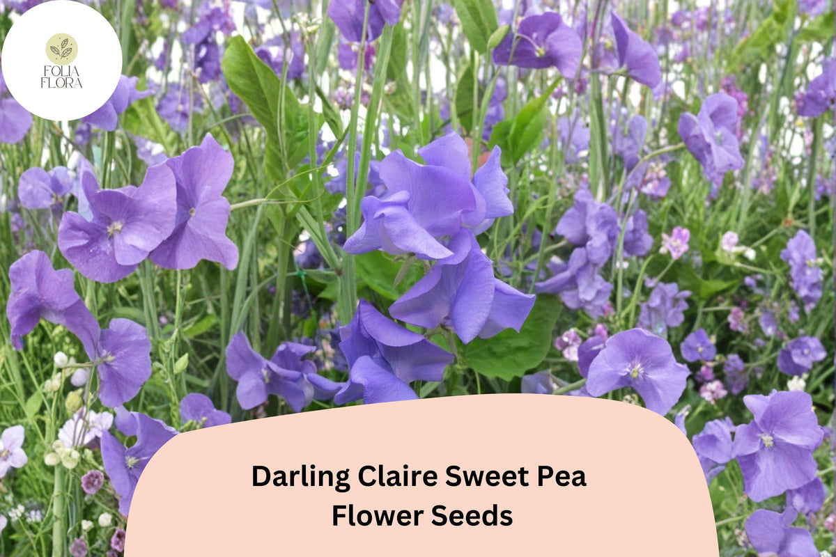 50 Darling Claire Sweet Pea Seeds – Soft Purple Climbing Flowers for Trellis & Garden