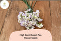 50 High Scent Sweet Pea Seeds - Pale Lavender Climbing Flowers for Trellis & Garden