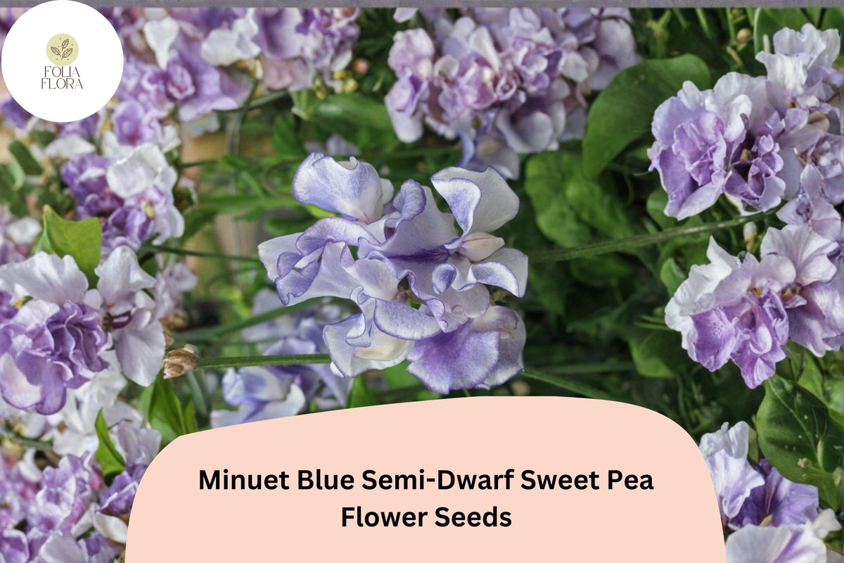 Minuet Blue Sweet Pea Seeds – 50 Semi-Dwarf Blue Climbing Flower Seeds for Garden & Trellis
