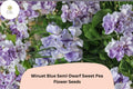 50 Minuet Blue Sweet Pea Seeds - Semi-Dwarf Blue Climbing Flower Seeds for Trellis