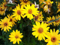 100 Early Sunflower Seeds - Heliopsis helianthoides Flowering Plant