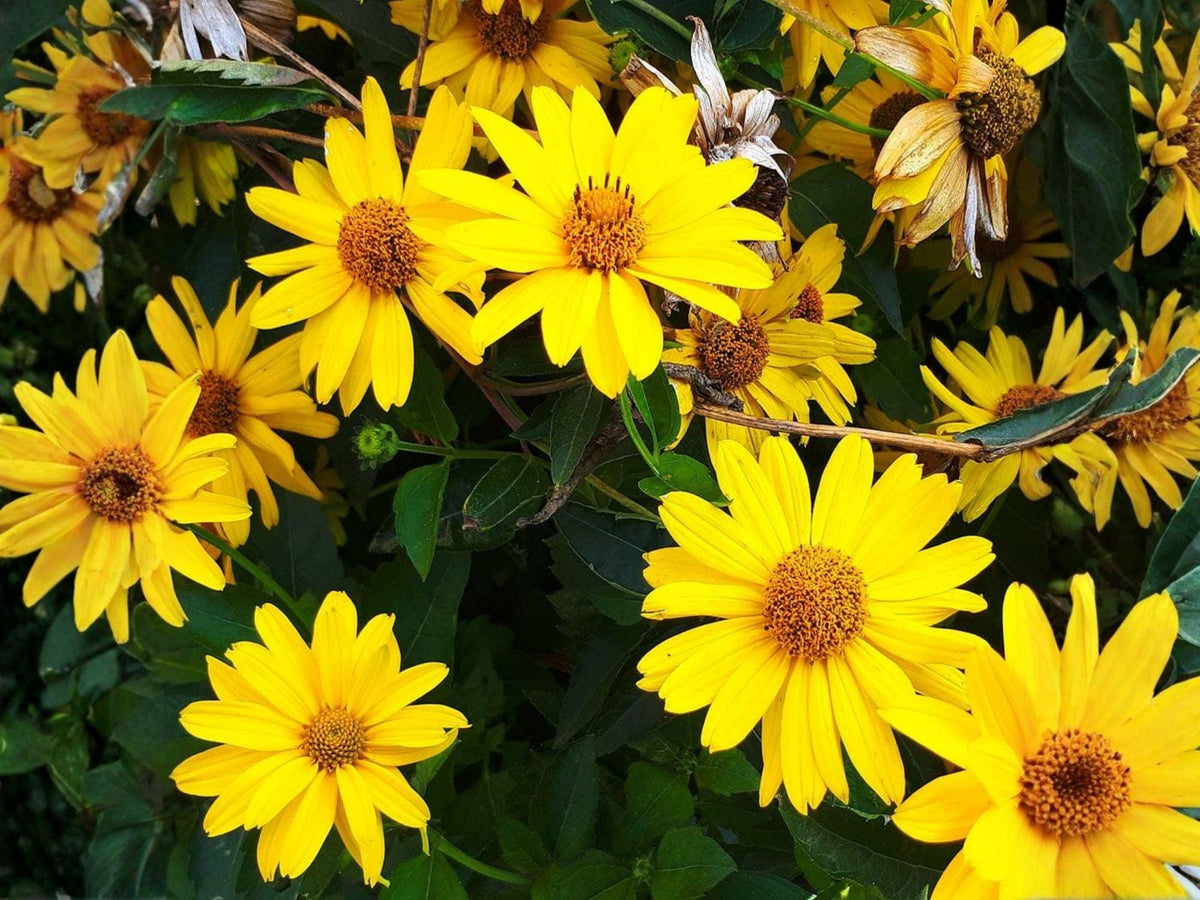 100 Early Sunflower Seeds - Heliopsis helianthoides Flowering Plant