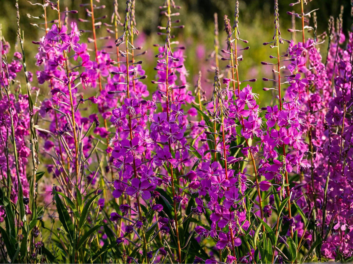 100 Fireweed Seeds - Chamaenerion angustifolium Flower