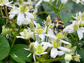 Clematis Virginiana Seeds – 50 Native White Flowering Vine Seeds